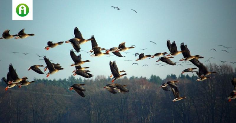 A vonulómadarak jelentős szerepet játszanak a betegségek terjesztésében, mivel hosszú távú migrációjuk során különböző élőhelyek között mozognak, így képesek új kórokozókat és vírusokat eljuttatni távoli területekre. Ezek a madarak gyakran érintkeznek más